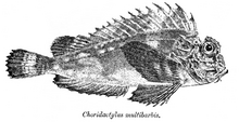 Choridactylus multibarbus Hari.png