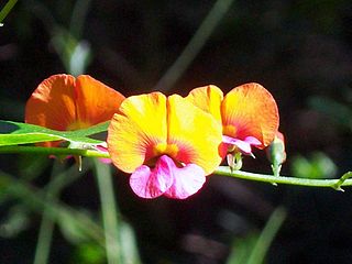 <i>Chorizema cordatum</i> Species of legume