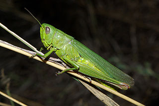 <i>Chorthippus jucundus</i> Species of grasshopper