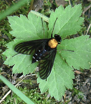 <i>Chrysopilus thoracicus</i> Species of fly