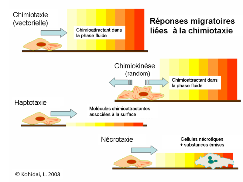 File:Chtx-wikifr-6.png