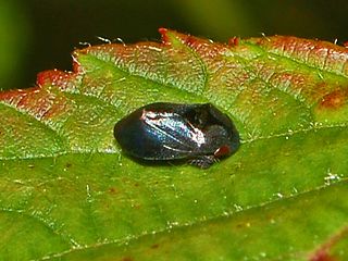 <i>Penthimia nigra</i> Species of true bug