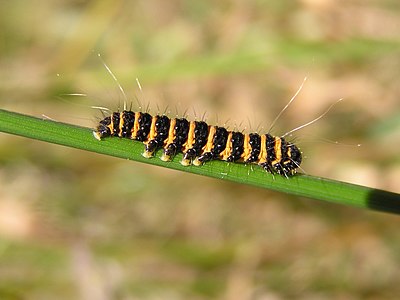 Cinnabar moth caterpillar