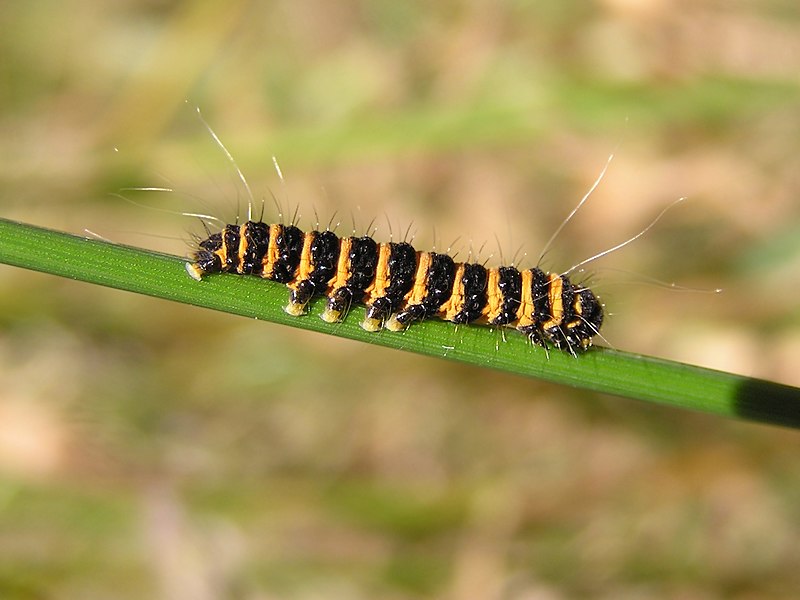 File:Cinnabar moth caterpillar 02.jpg