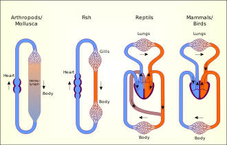 Circulatory systems in arthropods, fish, reptiles, and birds/mammals Circulatory systems in the animal kingdom.svg