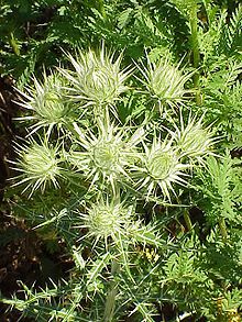 Cirsium diacanthum1.jpg