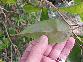 Cleistanthus hylandii 233717252.jpg