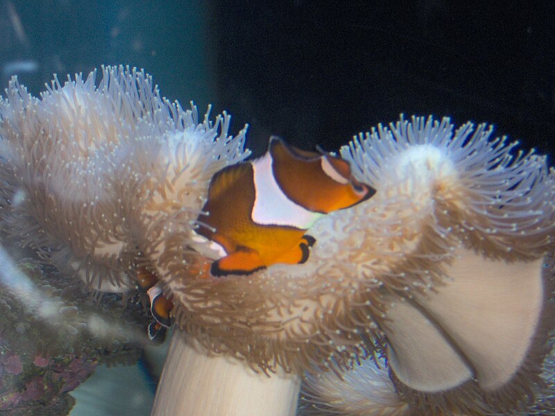 File:Clownfish at the Seas Pavillion - Epcot29.jpg