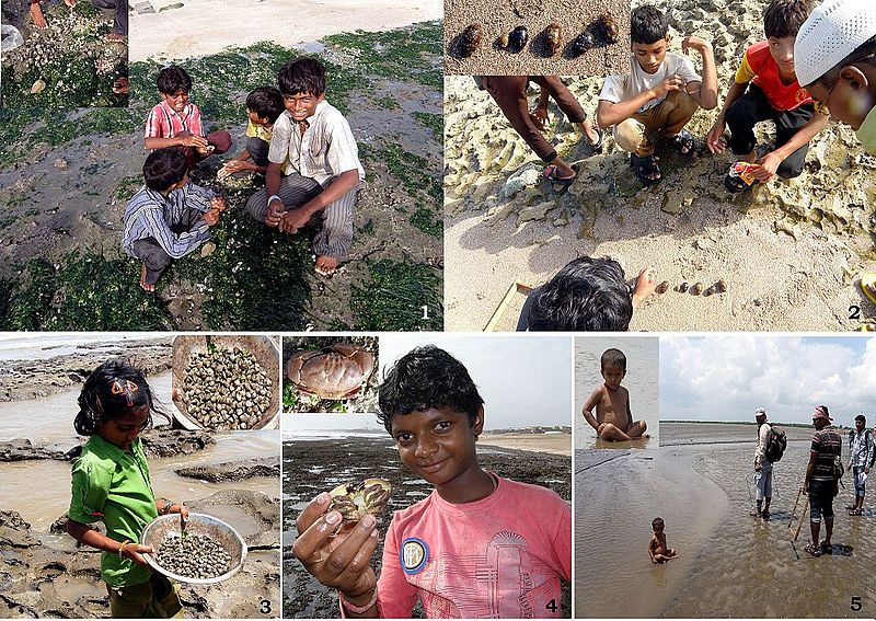 File:Coastal field work in India.jpeg