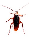 Cockroach closeup.jpg