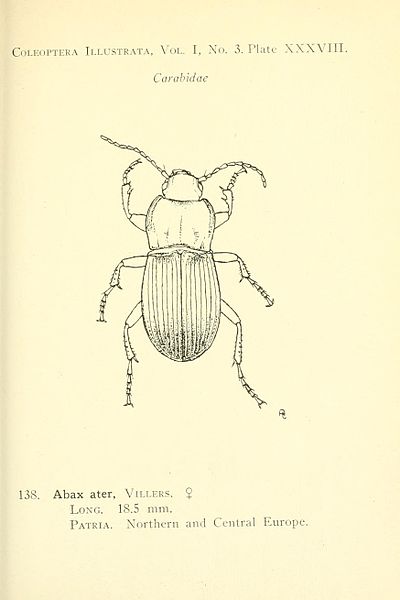 File:Coleoptera illustrata BHL9884533.jpg