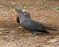 Columba arquatrix, by kleilek, j, Pretoria.jpg