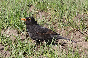 Common blackbird Turdus merula ♂