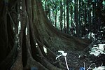 Thumbnail for File:Complex notophyll vine forest understorey Mt Tamborine Queensland 1980s IMG 0027 (5).jpg