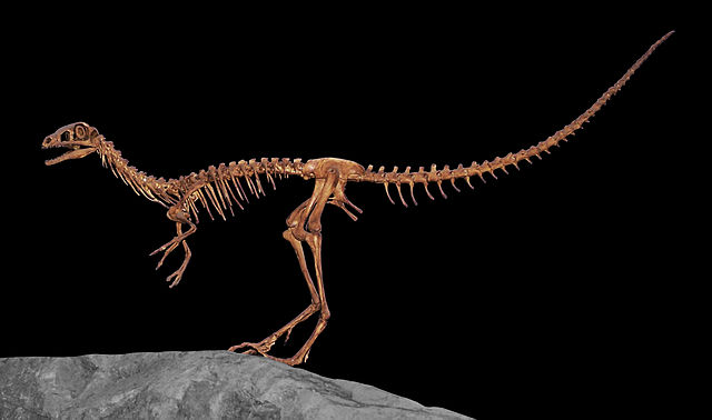 Skeletal mount of Compsognathus.