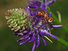 Myopa dorsalis on Phyteuma orbiculare Conopidae - Myopa dorsalis-1.JPG