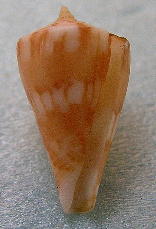 <i>Conus capitanellus</i> Species of sea snail