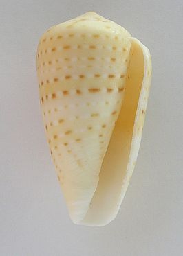 Conus infrenatus