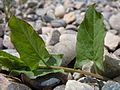 Listy svlačce rolního (C. arvensis)