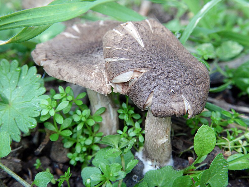 File:Coprinopsis melanthina (Fr.) Örstadius & E. Larss fungi.jpg