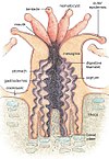 Anatomia d'un antozou