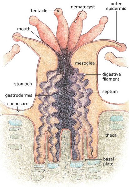Diagram showing a coral polyp, its corallite, coenosarc and coenosteum