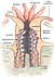 Porifera: Historia, Características generales, Anatomía