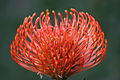 Leucospermum Cordifolium, taken at Kirstenbosch, South Africa