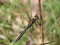 Cordulia aenea (Linnaeus, 1758)