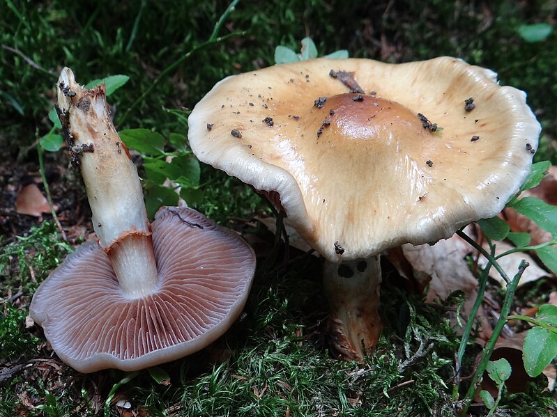 File:Cortinarius collinitus G4.JPG