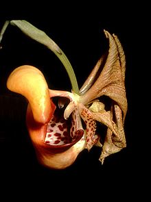 Coryanthes picturata Orchi 01.jpg