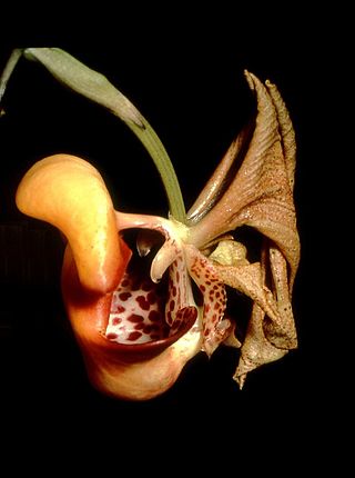 <i>Coryanthes picturata</i> Species of orchid