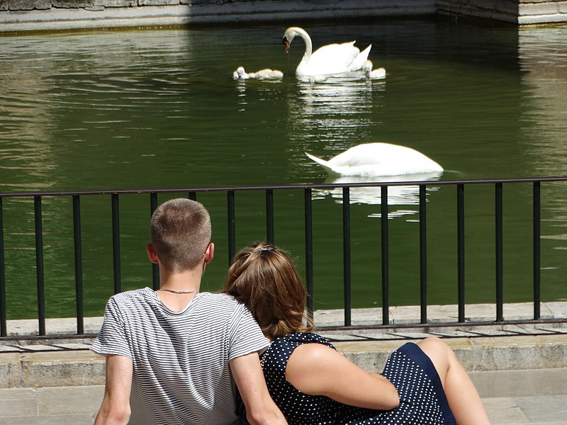 File:Couple with Swans - Palma de Mallorca - Mallorca - Spain (14295299949).jpg