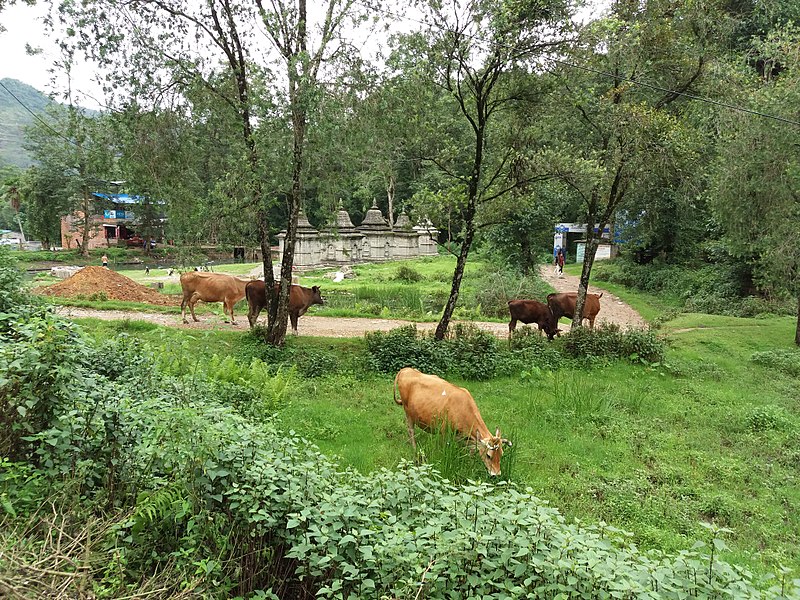 File:Cow20170706 143645.jpg