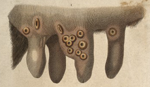 Cowpox (variola vaccina) pustules on a cow's udder Cowpox Engraving (detail).png