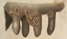 Cowpox Engraving (detail).png