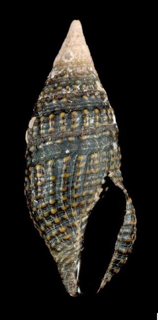 <i>Crassispira cerithina</i> Sea snail in the family Pseudomelatomidae