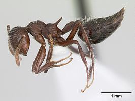 Crematogaster acuta