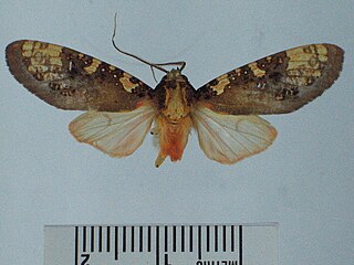 <i>Cresera ilus</i> Species of moth