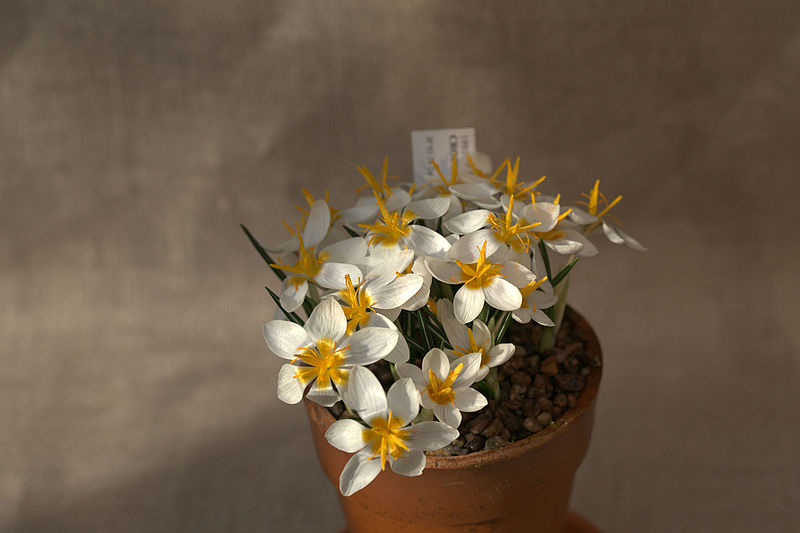 File:Crocus candidus GotBot 2016.jpg