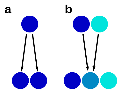 Fichier:Cryptic speciation.svg