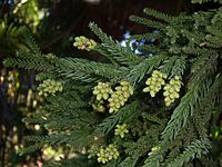 Cryptomeria japonica Naalden en mannelijke kegels.