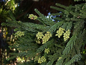 Arboretum des Grands-Murcins