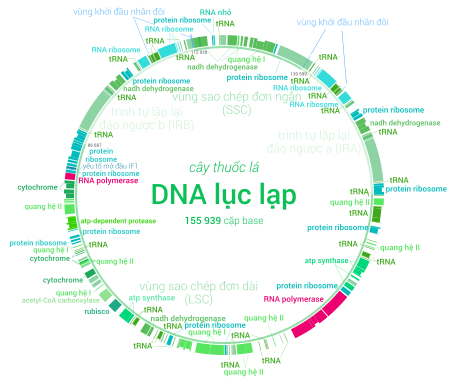 Tập_tin:CtDNA_vi.svg