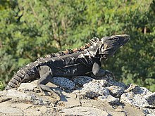 Ctenosaura pectinata (24333259842).jpg