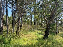 A dry sclerophyll woodland in western Sydney. Cumberland Plains Woodlands, Prestons - 2.jpg