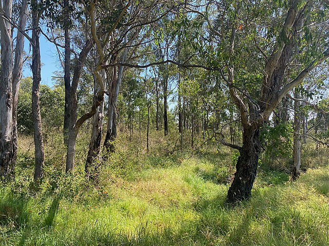 A dry sclerophyll woodland in western Sydney.