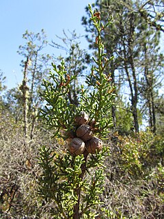<i>Cupressus pigmaea</i> Species of conifer