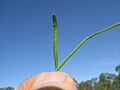 Cyanthillium cinereum leaf16 cauline DC - Flickr - Macleay Grass Man.jpg