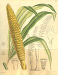 Cycas micholitzii 135-8242. jpg